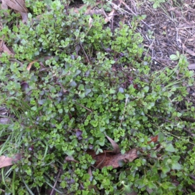 Einadia hastata (Berry Saltbush) at Majura, ACT - 11 Sep 2016 by SilkeSma