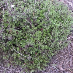 Einadia hastata (Berry Saltbush) at Mount Ainslie - 11 Sep 2016 by SilkeSma