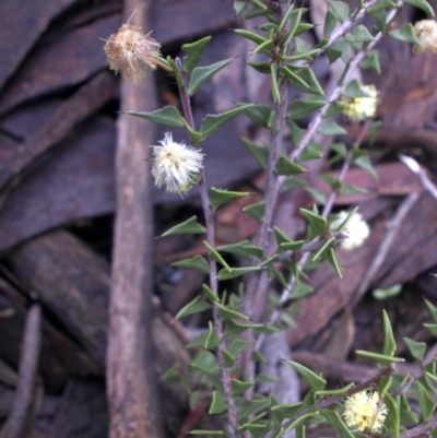 Acacia gunnii (Ploughshare Wattle) at Majura, ACT - 11 Sep 2016 by SilkeSma