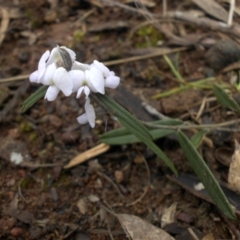 Hovea heterophylla (Common Hovea) at Majura, ACT - 11 Sep 2016 by SilkeSma