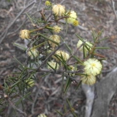 Acacia ulicifolia (Prickly Moses) at Mount Ainslie - 11 Sep 2016 by SilkeSma