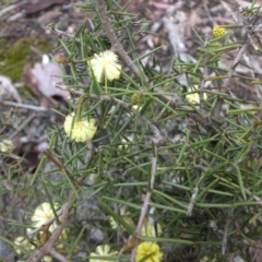 Acacia ulicifolia (Prickly Moses) at Mount Ainslie - 11 Sep 2016 by SilkeSma