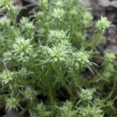 Scleranthus diander (Many-flowered Knawel) at Mount Ainslie - 11 Sep 2016 by SilkeSma