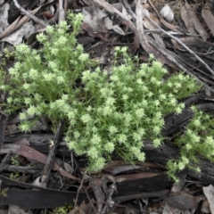 Scleranthus diander at Majura, ACT - 11 Sep 2016