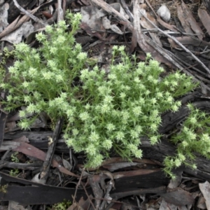 Scleranthus diander at Majura, ACT - 11 Sep 2016 10:49 AM