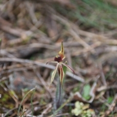 Caladenia actensis (Canberra Spider Orchid) at Mount Majura - 11 Sep 2016 by petersan