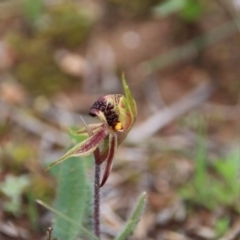 Caladenia actensis at suppressed - 11 Sep 2016