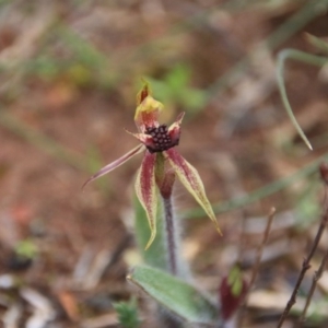 Caladenia actensis at suppressed - 11 Sep 2016