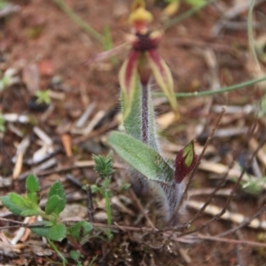 Caladenia actensis at Hackett, ACT - 11 Sep 2016