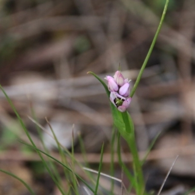 Wurmbea dioica subsp. dioica (Early Nancy) at Canberra Central, ACT - 11 Sep 2016 by petersan