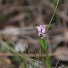 Wurmbea dioica subsp. dioica (Early Nancy) at Canberra Central, ACT - 11 Sep 2016 by petersan