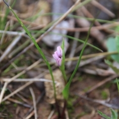 Wurmbea dioica subsp. dioica at Canberra Central, ACT - 11 Sep 2016