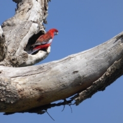 Platycercus elegans (Crimson Rosella) at Isaacs Ridge and Nearby - 11 Sep 2016 by Mike