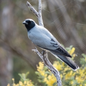 Coracina novaehollandiae at Gungahlin, ACT - 11 Sep 2016