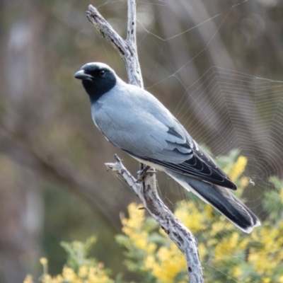 Coracina novaehollandiae (Black-faced Cuckooshrike) at Mulligans Flat - 11 Sep 2016 by CedricBear