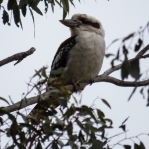 Dacelo novaeguineae at Gungahlin, ACT - 11 Sep 2016 10:23 AM