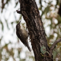 Cormobates leucophaea (White-throated Treecreeper) at Mulligans Flat - 11 Sep 2016 by CedricBear