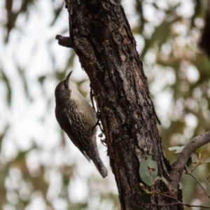 Cormobates leucophaea at Gungahlin, ACT - 11 Sep 2016