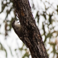 Cormobates leucophaea at Gungahlin, ACT - 11 Sep 2016 10:30 AM