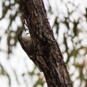 Cormobates leucophaea at Gungahlin, ACT - 11 Sep 2016