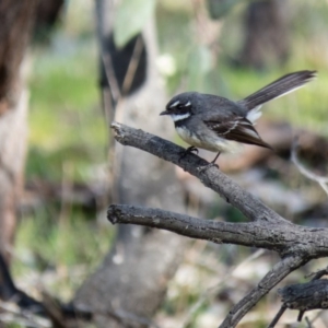 Rhipidura albiscapa at Gungahlin, ACT - 11 Sep 2016 12:48 PM