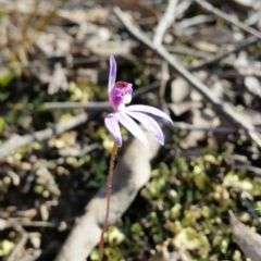 Cyanicula caerulea (Blue Fingers, Blue Fairies) at QPRC LGA - 11 Sep 2016 by roachie