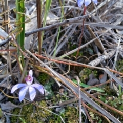 Cyanicula caerulea (Blue Fingers, Blue Fairies) at Mount Jerrabomberra - 11 Sep 2016 by roachie