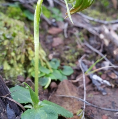 Pterostylis nutans (Nodding Greenhood) at QPRC LGA - 11 Sep 2016 by roachie