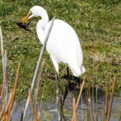 Ardea alba (Great Egret) at Phillip, ACT - 8 Sep 2016 by AlisonMilton