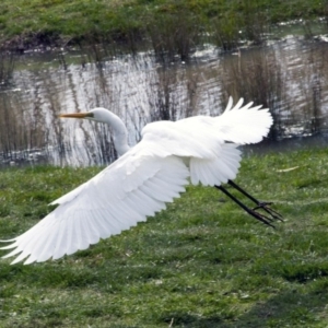 Ardea alba at Phillip, ACT - 8 Sep 2016 12:37 PM