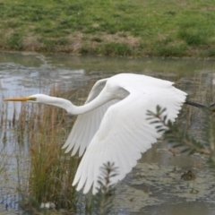 Ardea alba at Phillip, ACT - 8 Sep 2016 12:37 PM