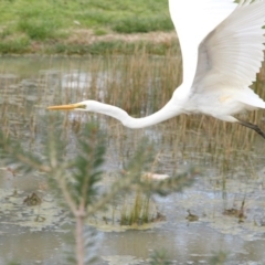 Ardea alba at Phillip, ACT - 8 Sep 2016 12:37 PM