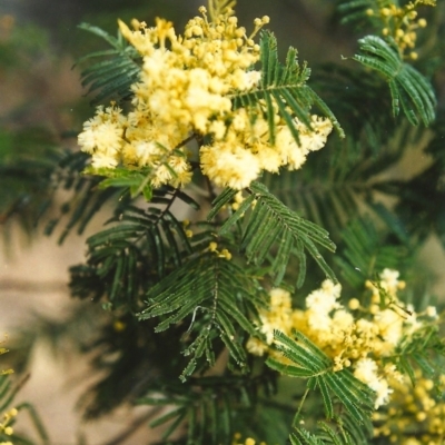 Acacia mearnsii (Black Wattle) at Conder, ACT - 8 Nov 1999 by michaelb