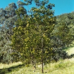 Acacia mearnsii at Conder, ACT - 9 Nov 1999