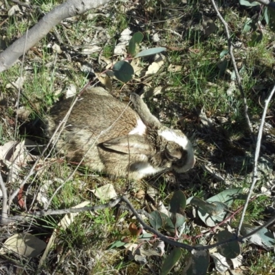 Oryctolagus cuniculus (European Rabbit) at Mount Mugga Mugga - 10 Oct 2014 by Mike