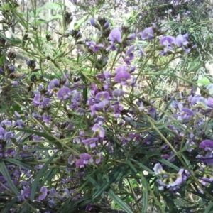 Glycine clandestina at Isaacs Ridge - 7 Oct 2014