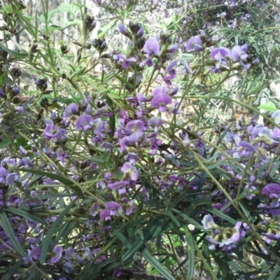 Glycine clandestina (Twining Glycine) at Isaacs Ridge and Nearby - 7 Oct 2014 by Mike