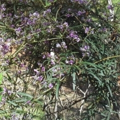 Glycine clandestina at Isaacs Ridge - 7 Oct 2014 11:19 AM