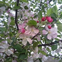 Malus pumila (Apple) at Isaacs Ridge - 6 Oct 2014 by Mike