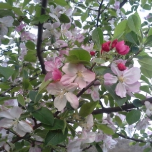 Malus pumila at Isaacs Ridge - 6 Oct 2014 06:01 PM