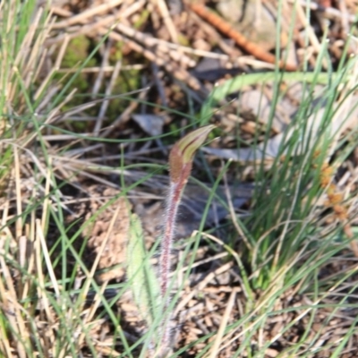 Caladenia actensis (Canberra Spider Orchid) at Mount Majura - 11 Sep 2016 by petersan