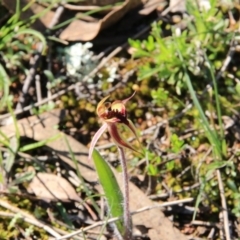 Caladenia actensis (Canberra Spider Orchid) at Canberra Central, ACT by petersan