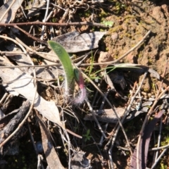 Caladenia actensis at suppressed - suppressed