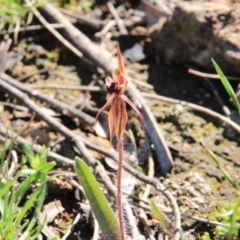 Caladenia actensis at suppressed - suppressed