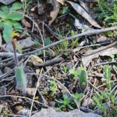 Caladenia actensis at suppressed - 12 Sep 2016