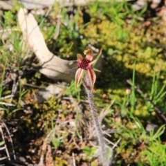 Caladenia actensis (Canberra Spider Orchid) at Mount Majura - 11 Sep 2016 by petersan