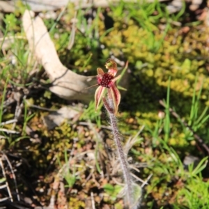 Caladenia actensis at suppressed - suppressed