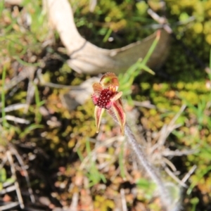 Caladenia actensis at suppressed - suppressed