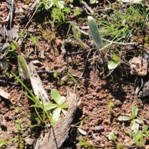 Caladenia actensis at suppressed - suppressed