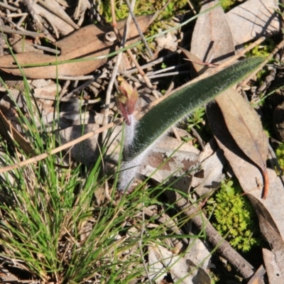 Caladenia actensis (Canberra Spider Orchid) at Mount Majura - 12 Sep 2016 by petersan